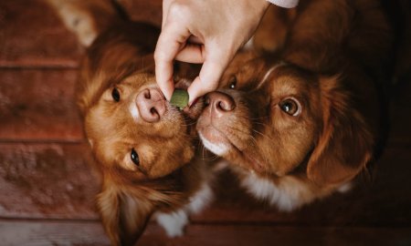 Dé 10 beste honden beloningssnoepjes