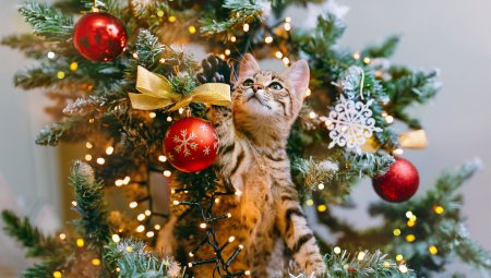 Ideeën om de kerstsok van jouw pluizebol te vullen met lekkers