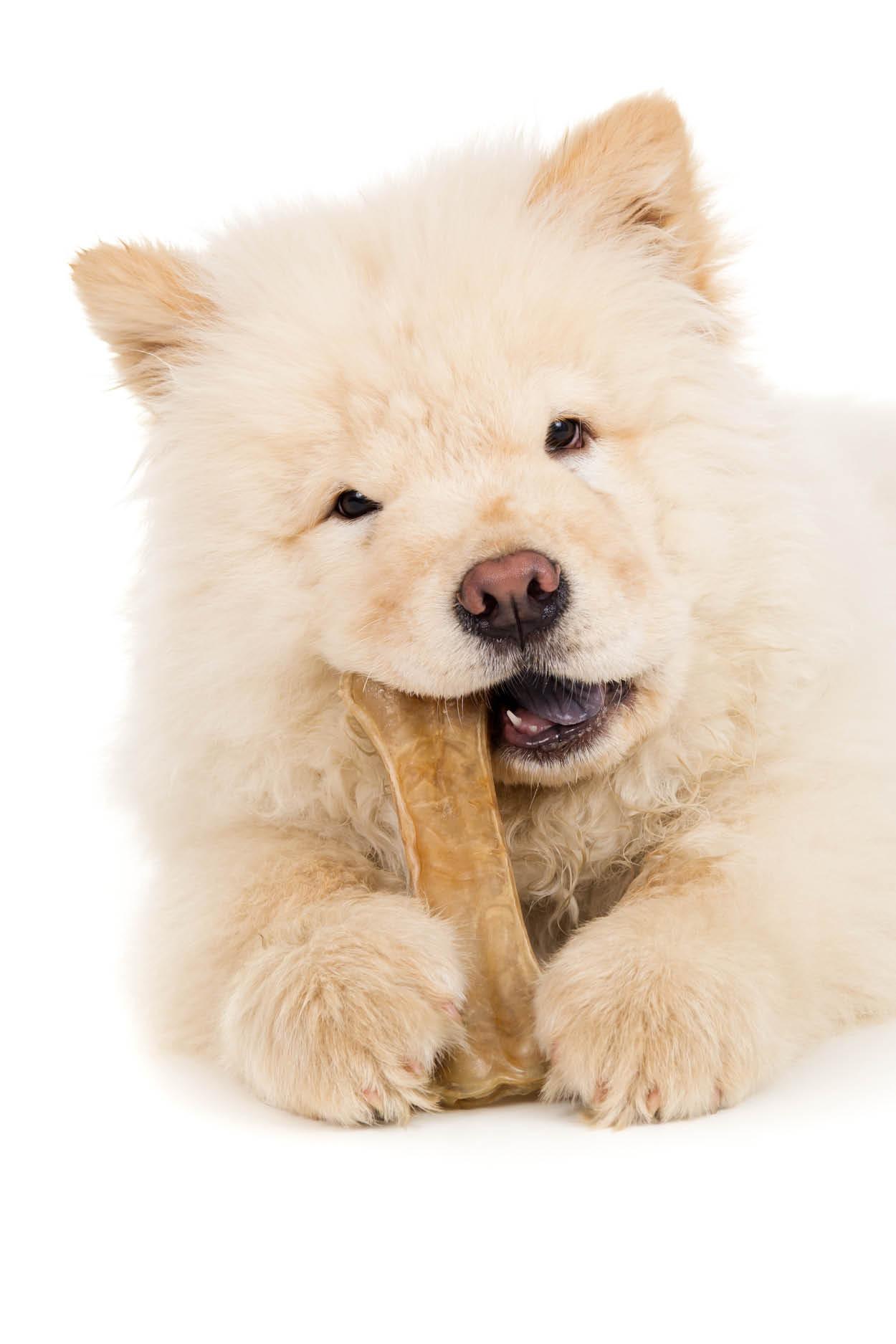 eindpunt stuiten op Ontwijken De beste kauwbotten speciaal voor honden | Antos® Hondensnacks