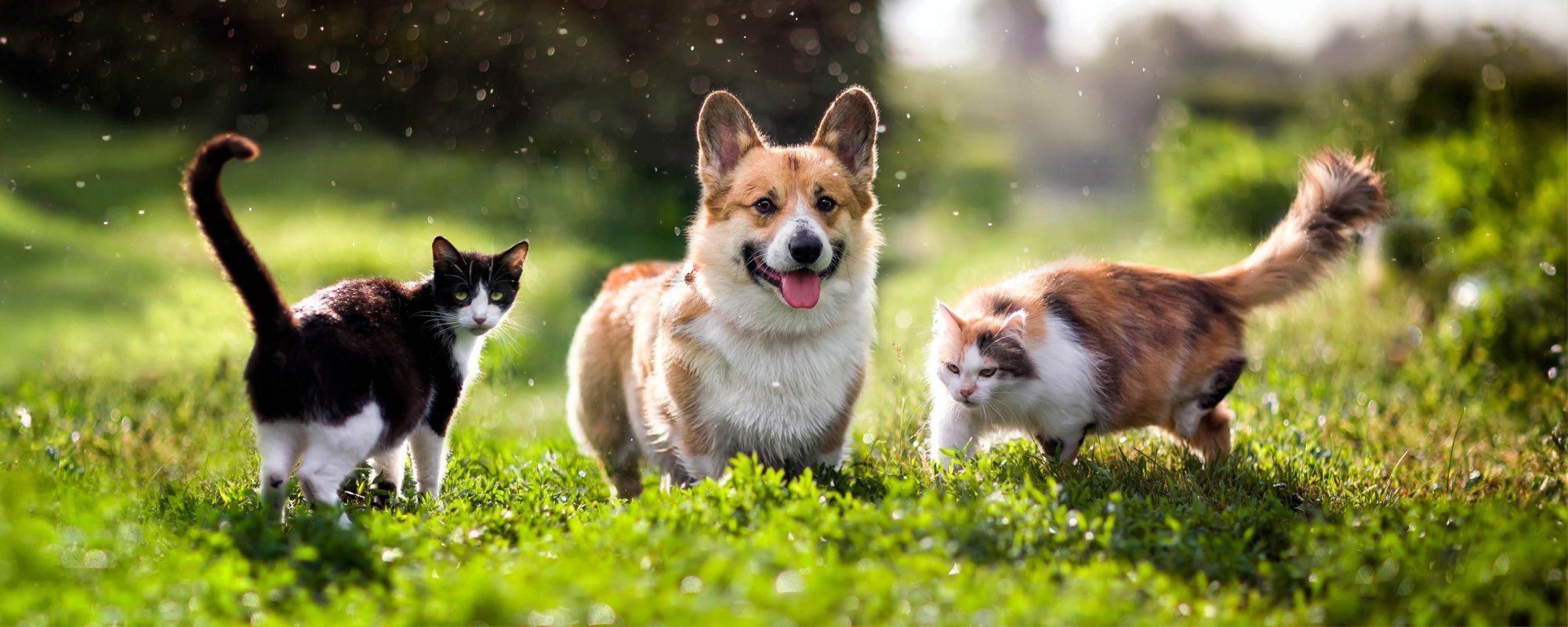 Snacks die staartjes blij maken Snacks die staartjes blij maken